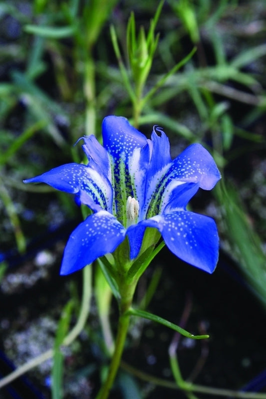 Image of Gentiana autumnalis Caroline Co, VA|Juniper Level Botanic Gdn, NC|JLBG