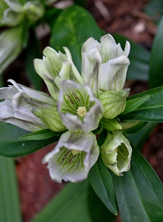Image of Gentiana villosa 'Thomasville'||