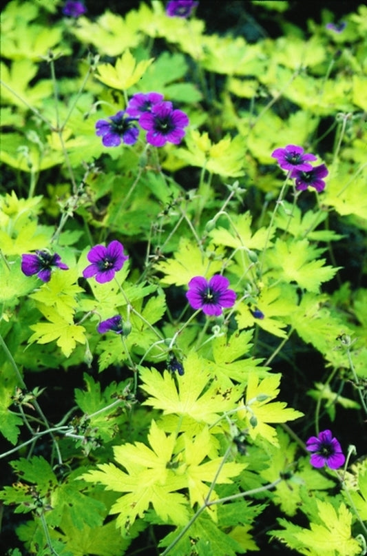 Image of Geranium 'Ann Folkard'|Juniper Level Botanic Gdn, NC|JLBG