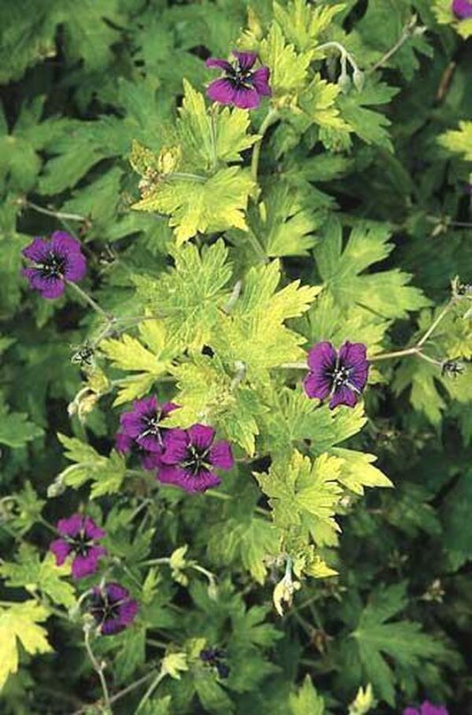 Image of Geranium 'Anne Thomson'|Juniper Level Botanic Gdn, NC|JLBG