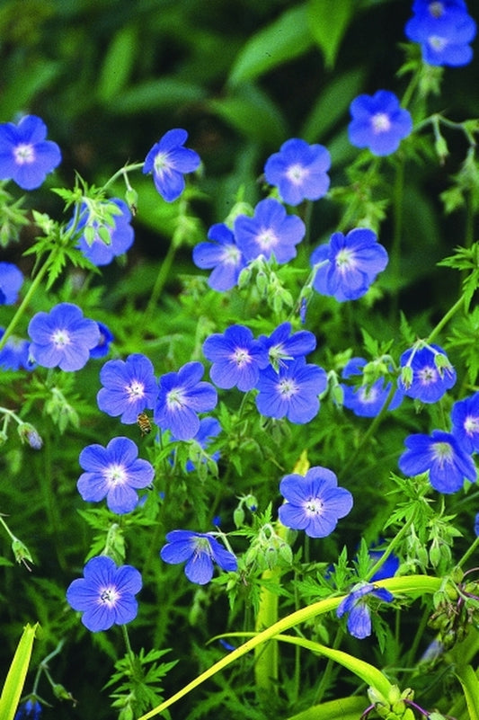 Image of Geranium 'Brookside'|Juniper Level Botanic Gdn, NC|JLBG
