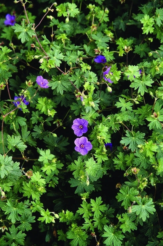 Image of Geranium 'Dilys'|North Creek Nurseries, PA|