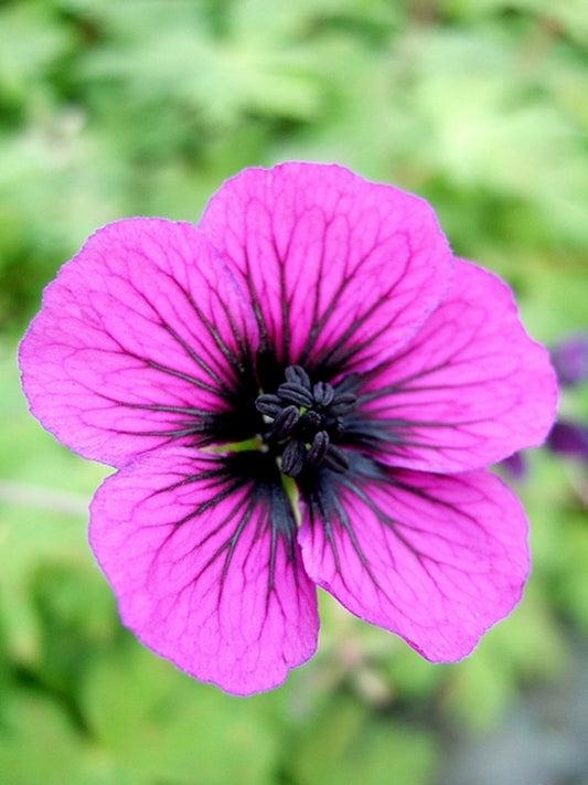 Image of Geranium 'Sandrine' PPAF|Walters Gardens, MI|www.perennialresource.com