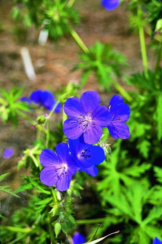Image of Geranium 'Spinners'|Juniper Level Botanic Gdn, NC|JLBG