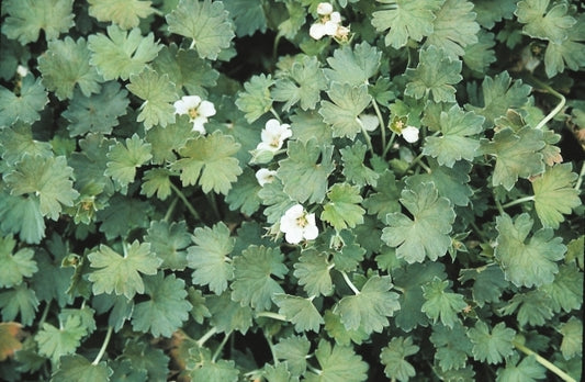 Image of Geranium 'Stanhoe'|Juniper Level Botanic Gdn, NC|JLBG