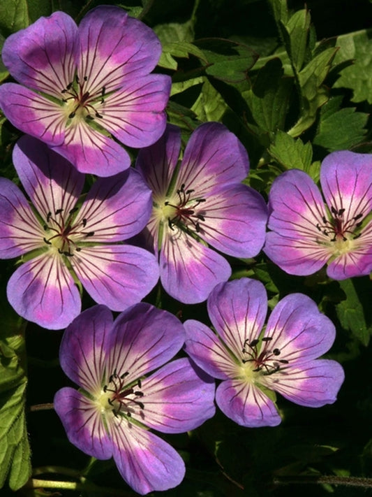 Image of Geranium 'Sweet Heidy' PP 19,533|Holland|L. Klinkhamer