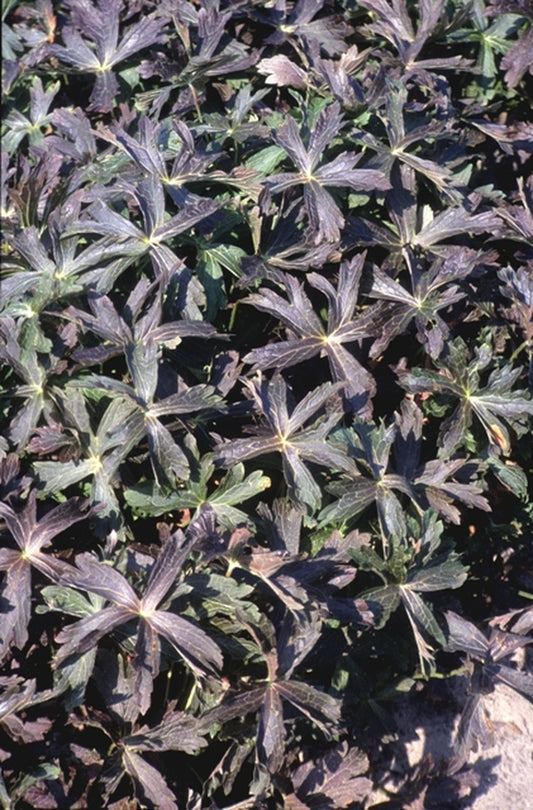 Image of Geranium maculatum 'Elizabeth Ann' |Van Noort Nursery, Netherlands|