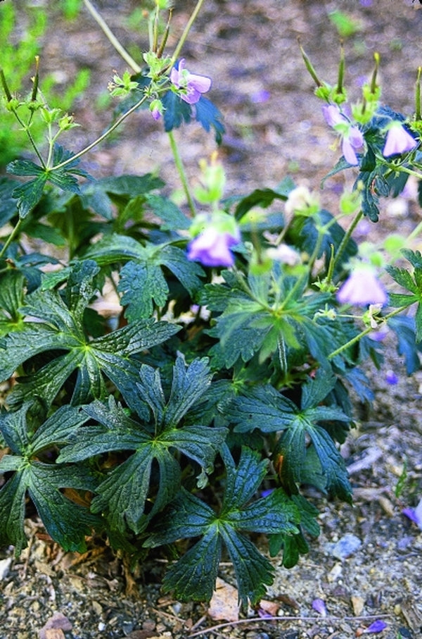 Image of Geranium maculatum 'Espresso'|Juniper Level Botanic Gdn, NC|JLBG