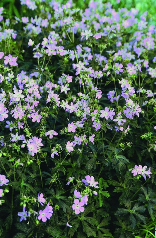 Image of Geranium maculatum 'Espresso'|Juniper Level Botanic Gdn, NC|JLBG