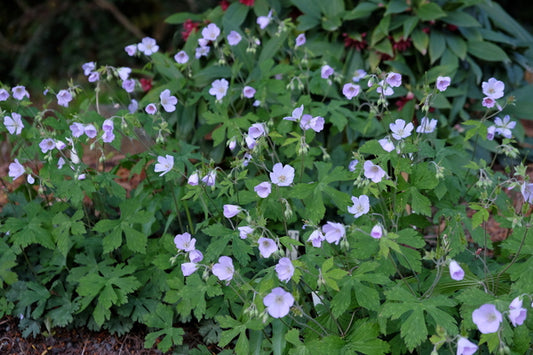 Image of Geranium maculatum 'Gettin' High'taken at Juniper Level Botanic Gdn, NC by JLBG
