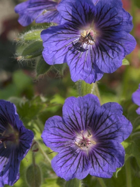 Image of Geranium x magnificum 'Blue Blood'|Holland|Darwin Plants