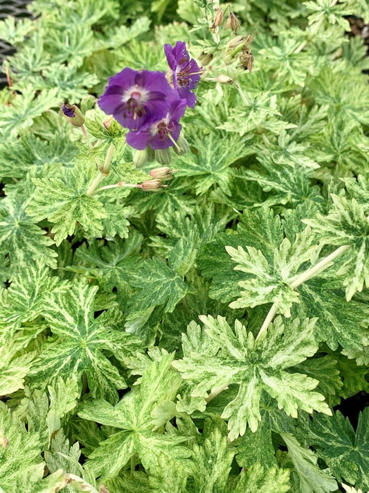 Image of Geranium phaeum 'Margaret Wilson'taken at Juniper Level Botanic Gdn, NC by C. Hardison
