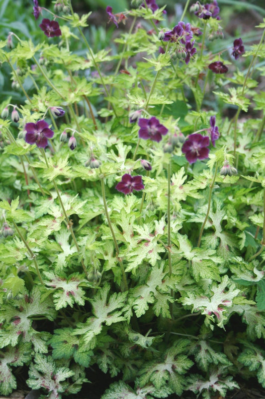 Image of Geranium phaeum 'Springtime'taken at Juniper Level Botanic Gdn, NC by JLBG