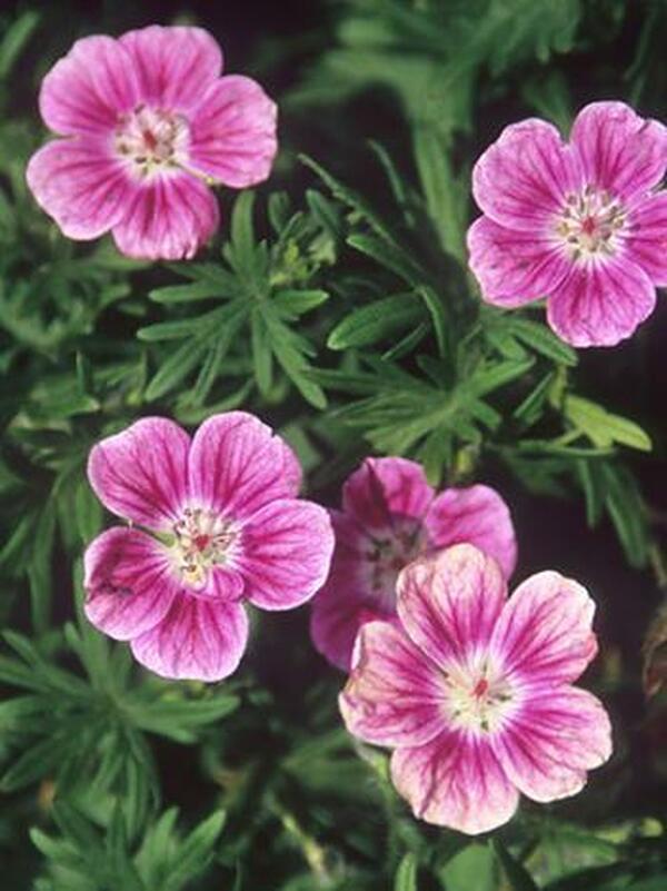 geranium elke seeds Geranium sanguineum Elke
