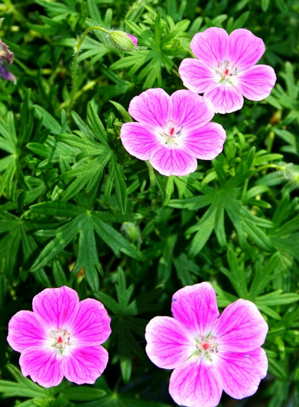 Image of Geranium sanguineum 'Elke'||