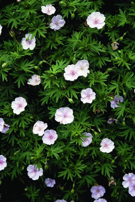 Image of Geranium sanguineum var. striatum|Juniper Level Botanic Gdn, NC|JLBG