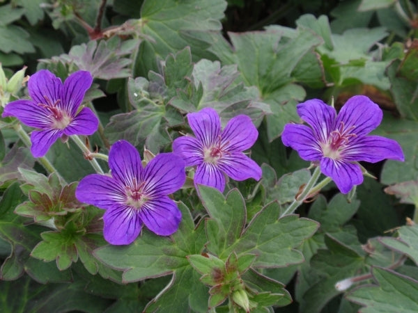 Image of Geranium wlassovianum 'Lakwijk Star'|Holland|Darwin Plants