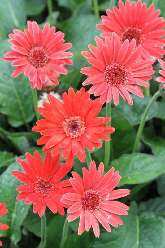 Image of Gerbera 'Drakensberg Scarlet'|Juniper Level Botanic Gdn, NC|JLBG