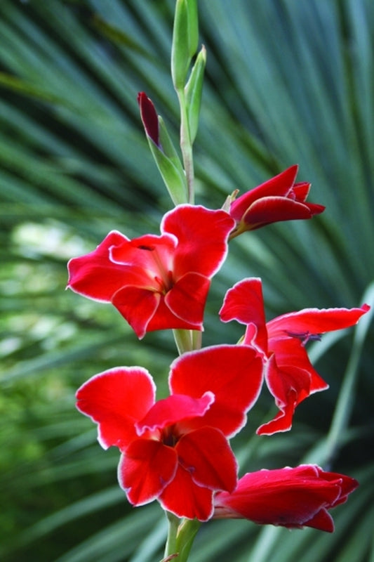 Image of Gladiolus 'Atom'|Juniper Level Botanic Gdn, NC|JLBG