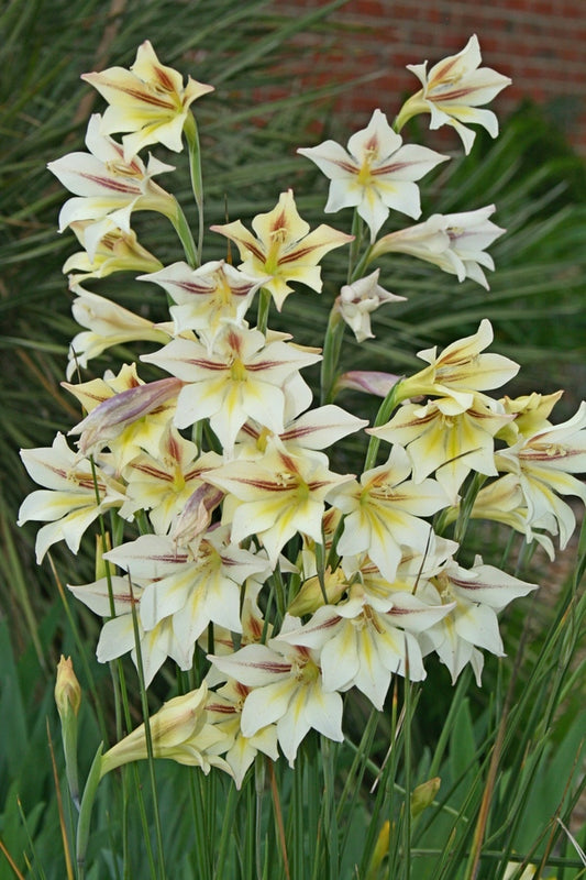 Image of Gladiolus 'Buttery Cheeks'|Juniper Level Botanic Gdn, NC|
