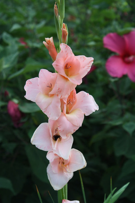 Image of Gladiolus 'Old Fort'|Juniper Level Botanic Gdn, NC|JLBG