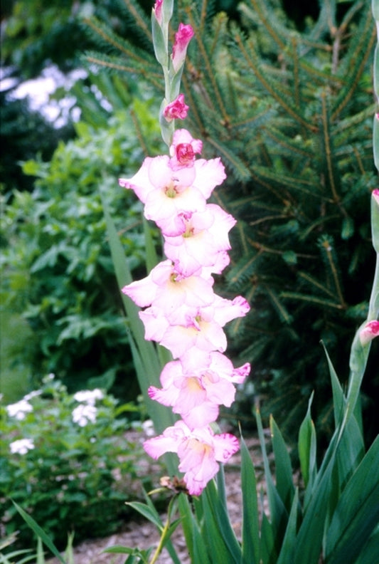 Image of Gladiolus 'Priscilla'|Juniper Level Botanic Gdn, NC|JLBG