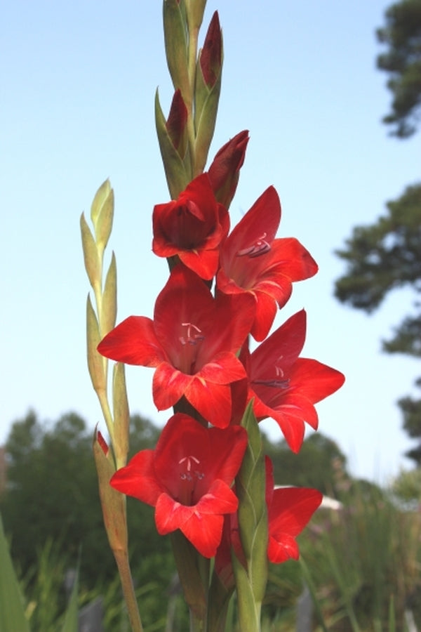 Image of Gladiolus 'Robeson Red'|Juniper Level Botanic Gdn, NC|JLBG