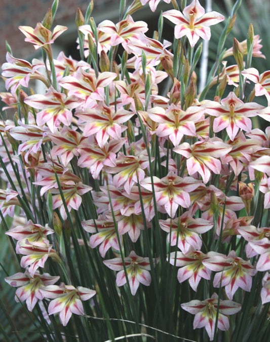 Image of Gladiolus 'Rosy Cheeks'|Juniper Level Botanic Gdn, NC|JLBG