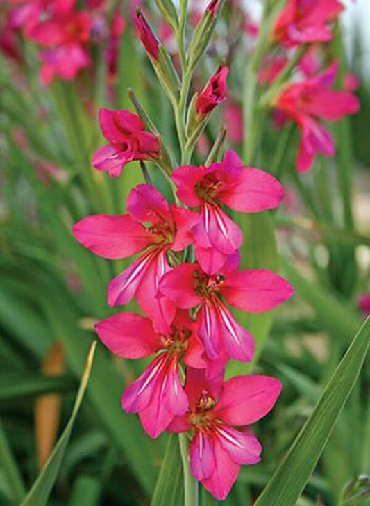 Image of Gladiolus communis ssp. byzantinus 'Cruentus'|Juniper Level Botanic Gdn, NC|JLBG