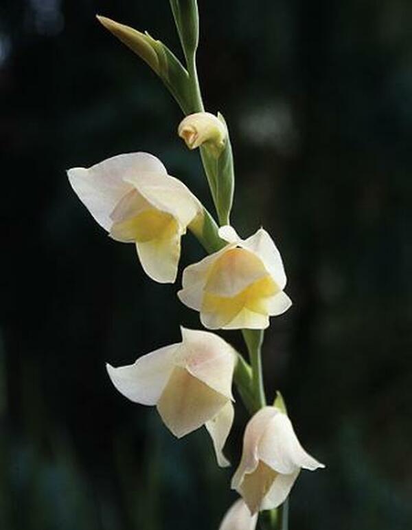 Image of Gladiolus dalenii 'Bolivian Peach'|Juniper Level Botanic Gdn, NC|JLBG
