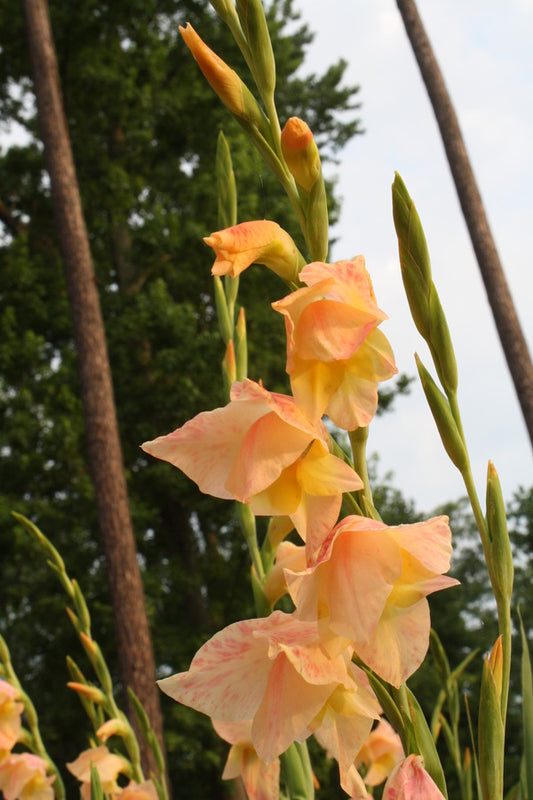 Image of Gladiolus dalenii 'Bolivian Peach'|Juniper Level Botanic Gdn, NC|JLBG