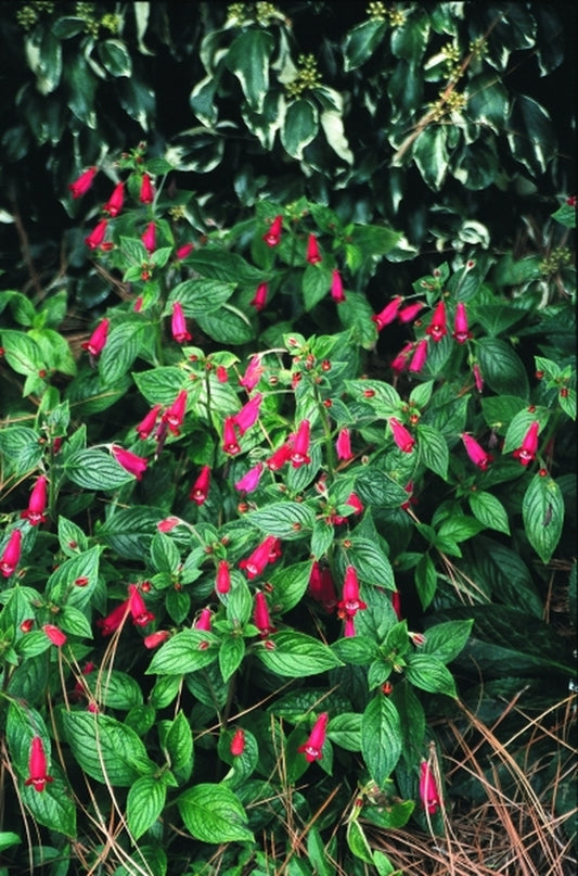 Image of Gloxinia 'Chic'|Juniper Level Botanic Gdn, NC|JLBG