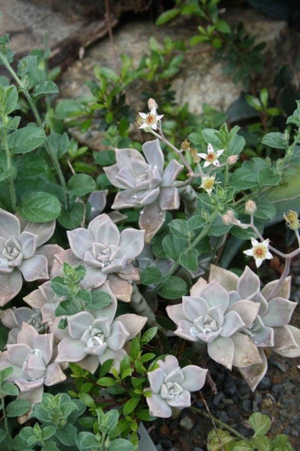 paraguayense succulent Graptopetalum paraguayense