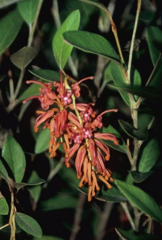 Image of Grevillea victoriae 'Murray Queen'|Juniper Level Botanic Gdn, NC|JLBG