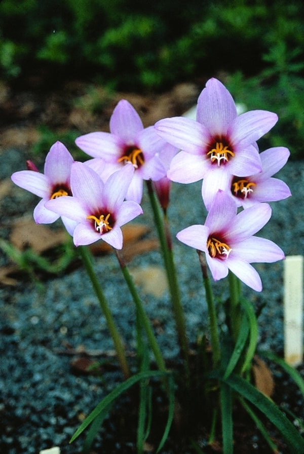 lily purple flower images Habranthus floryi Purple Base