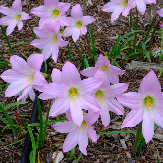 Image of Habranthus robustus 'Pink Splendor'taken at Juniper Level Botanic Gdn, NC by JLBG