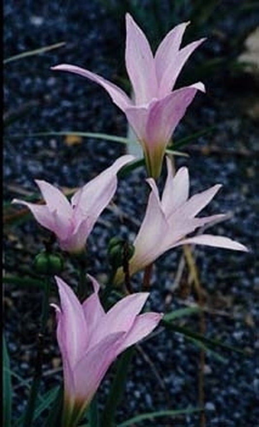 Image of Habranthus robustus 'Russell Manning'|Juniper Level Botanic Gdn, NC|JLBG