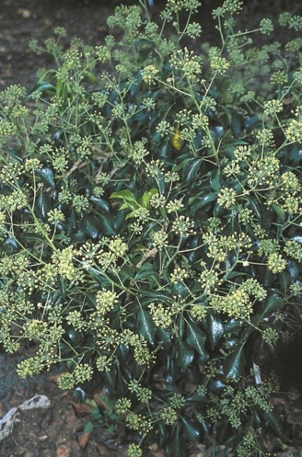 Image of Hedera helix 'Prince Avenue'|Juniper Level Botanic Gdn, NC|JLBG