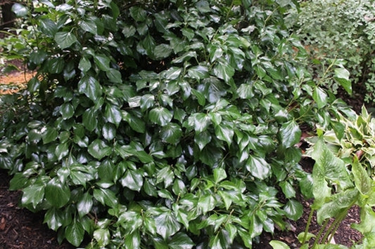 Image of Hedera helix 'Prince Avenue'||