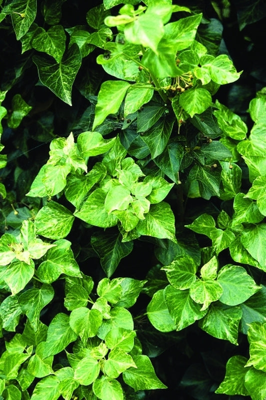 Image of Hedera hibernica 'Peppermint'|Juniper Level Botanic Gdn, NC|JLBG