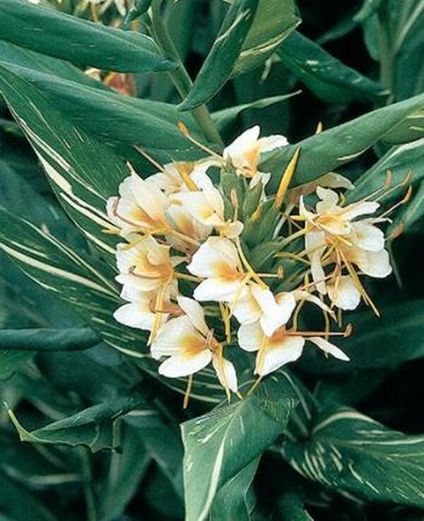 Image of Hedychium 'Dr. Moy'|Juniper Level Botanic Gdn, NC|JLBG