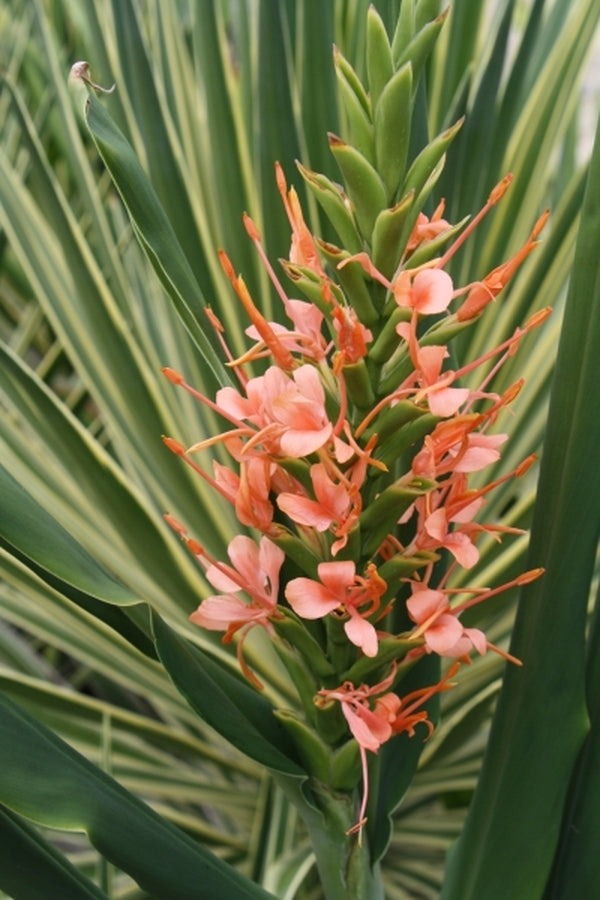 Image of Hedychium 'Flaming Torch'|Juniper Level Botanic Gdn, NC|JLBG