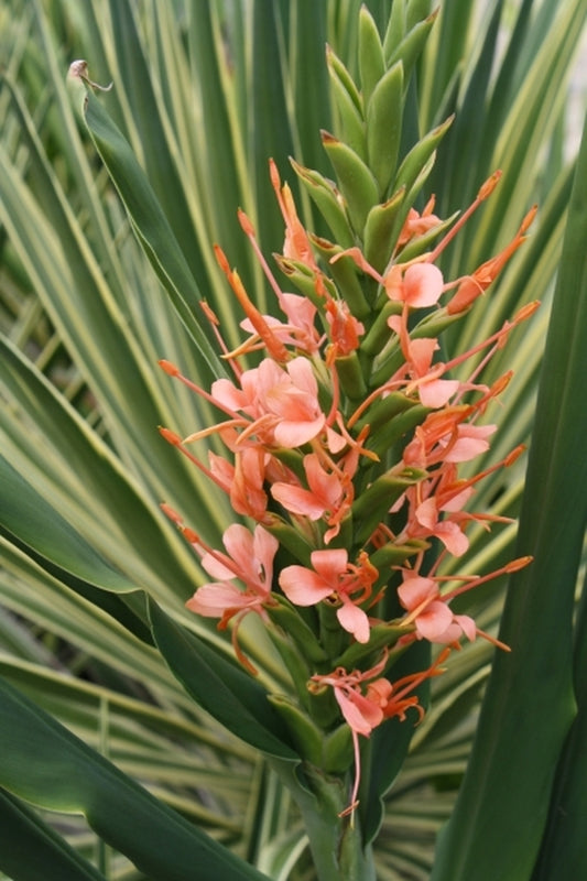 Image of Hedychium 'Flaming Torch'|Juniper Level Botanic Gdn, NC|JLBG