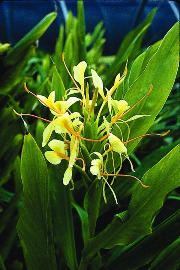 Image of Hedychium 'Lemon Beauty'|Juniper Level Botanic Gdn, NC|JLBG
