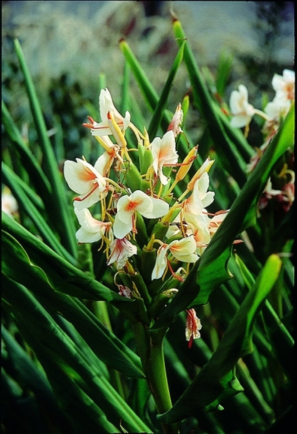flower ginger lily Hedychium Peach Delight