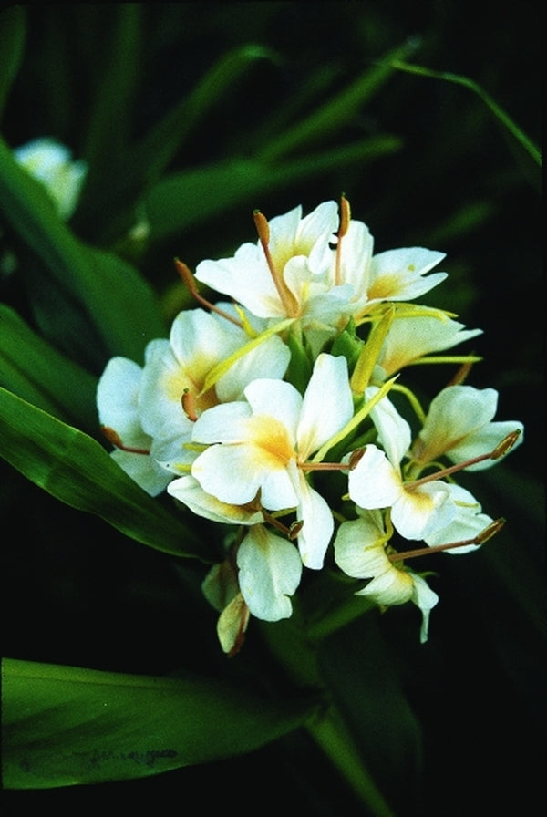 Image of Hedychium 'Peach Delight'|Juniper Level Botanic Gdn, NC|JLBG