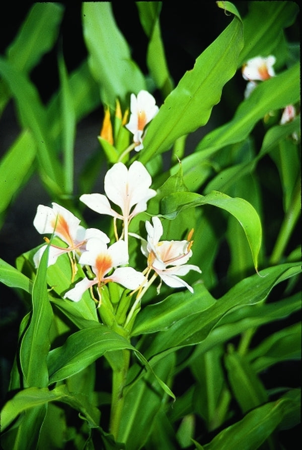 pink ginger lily flower Hedychium Pink Flame