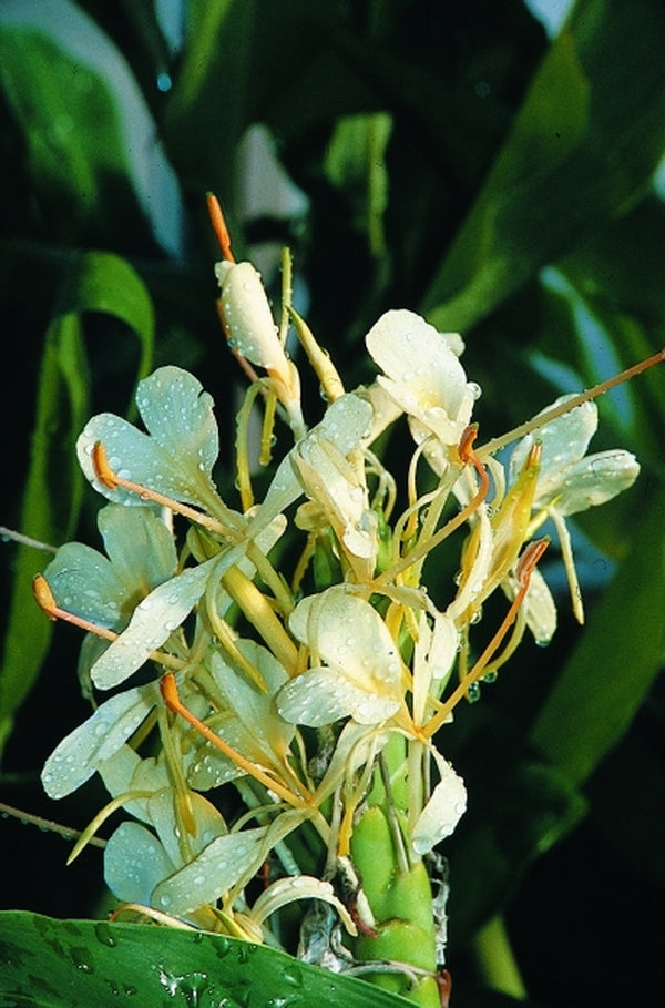Image of Hedychium 'Tai Alpha'|Juniper Level Botanic Gdn, NC|JLBG