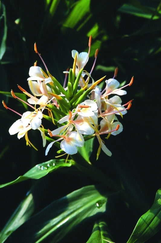 Image of Hedychium 'Tai Conch Pink'|Juniper Level Botanic Gdn, NC|JLBG
