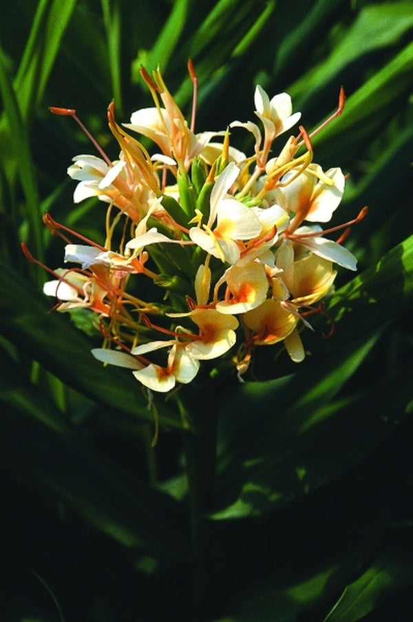 empress lily flower Hedychium Tai Empress